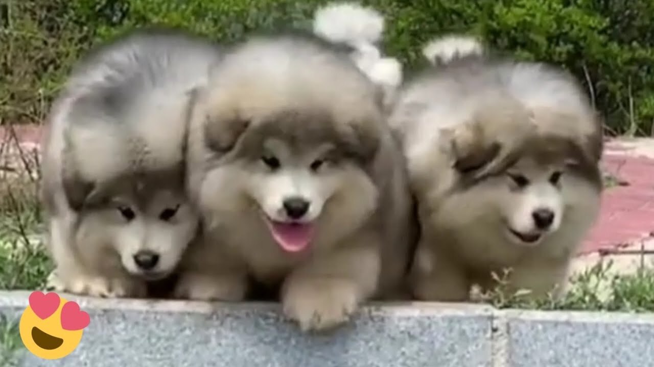 Cute Fluffy Alaskan Malamute♥