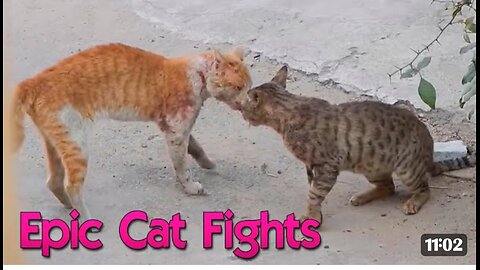 Cat Fight