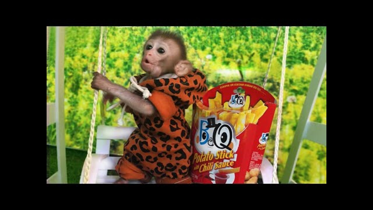 Baby Monkey BiBi Playing On Swing, Animals Home