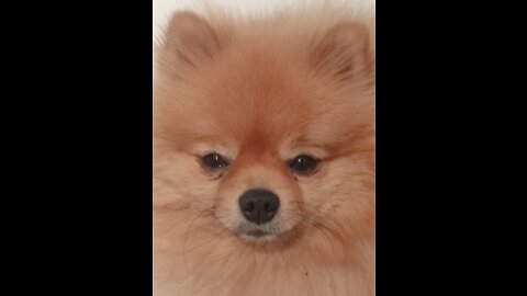 Big Boss Pomeranian