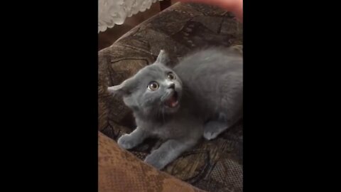 Funny cats and cats. Fun with cats and cats. Funny video