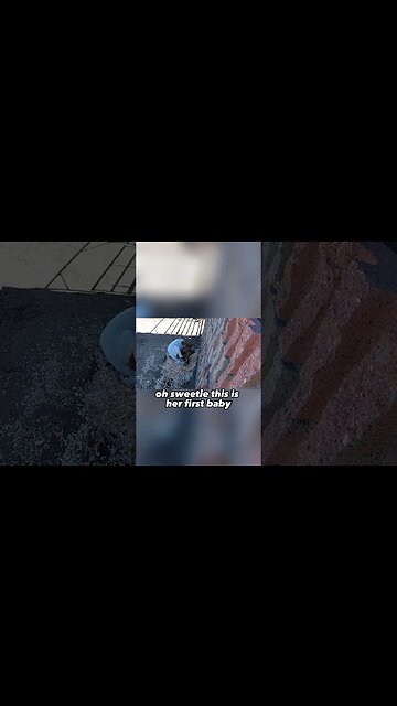 Baby Goats on a Homestead🐐 #baby #goat #homestead #homesteadingforbeginners #babygoats