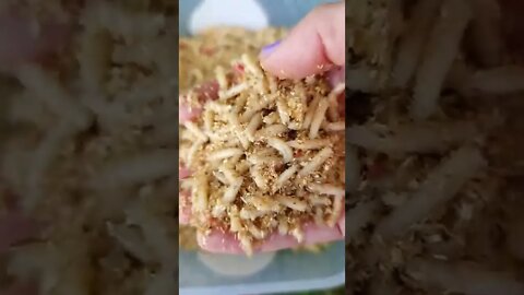 Proteins for fish, maggots. 😋. #fishingbait #fishing #maggots