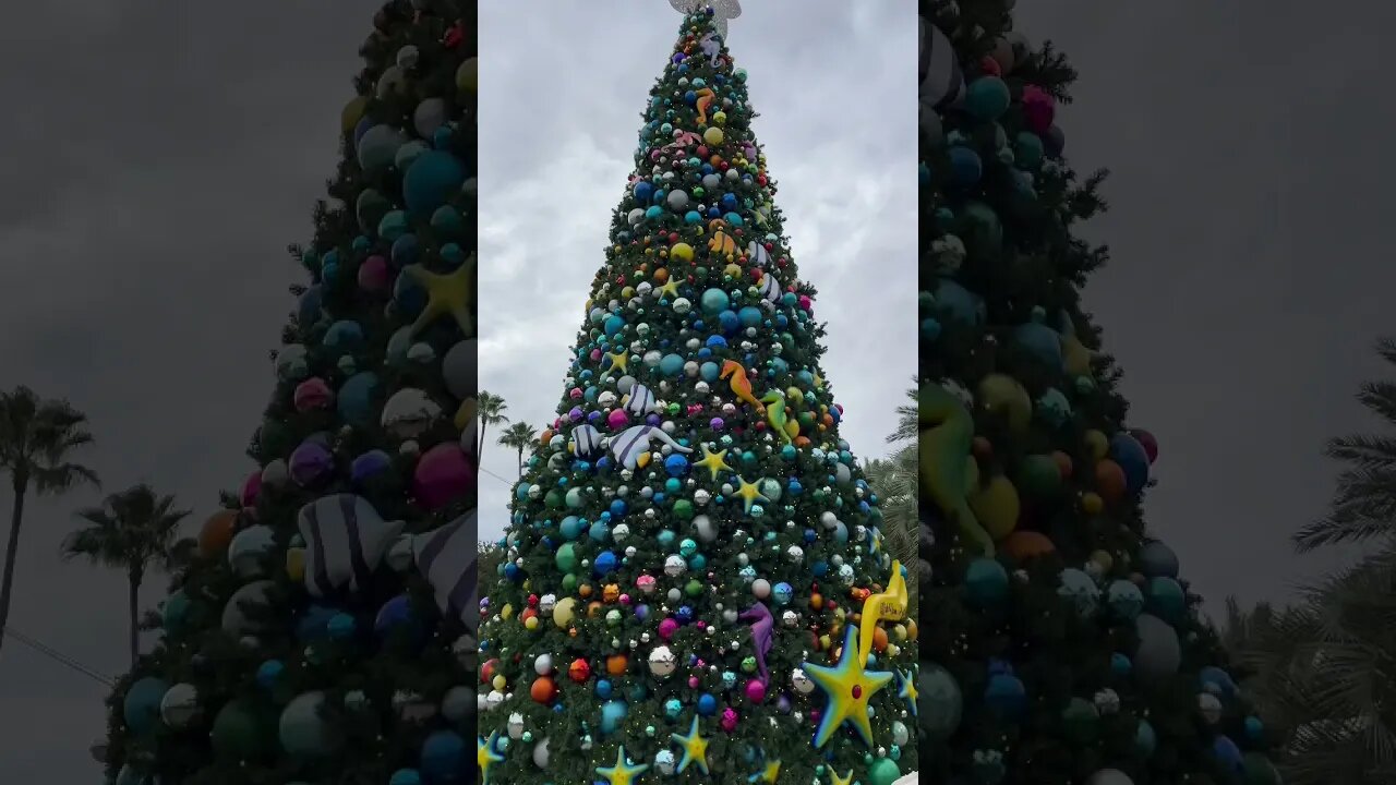 MANTA #shorts #seaworld #manta #themeparkrides #orlando #christmastree 🎄 #seaworldorlando #coaster