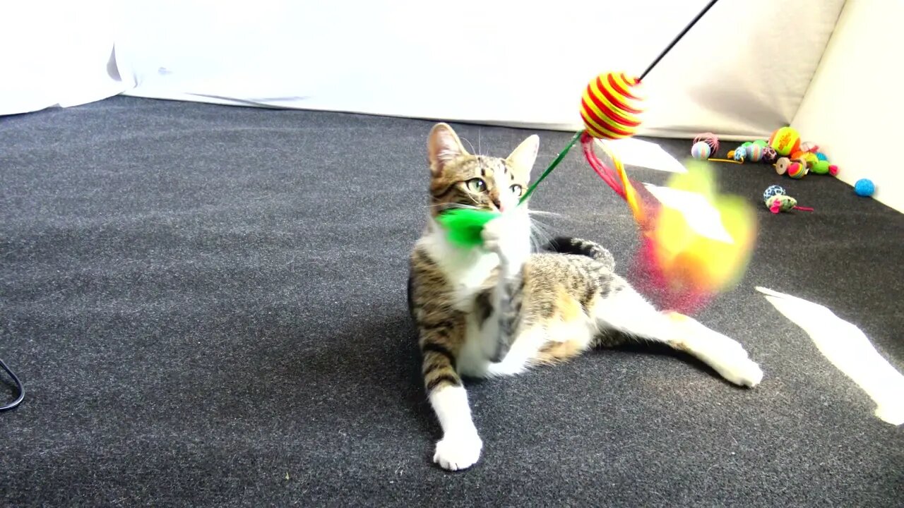 Kitten Rudolph Has a New Toy