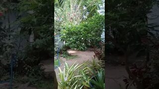 my garden #shorts