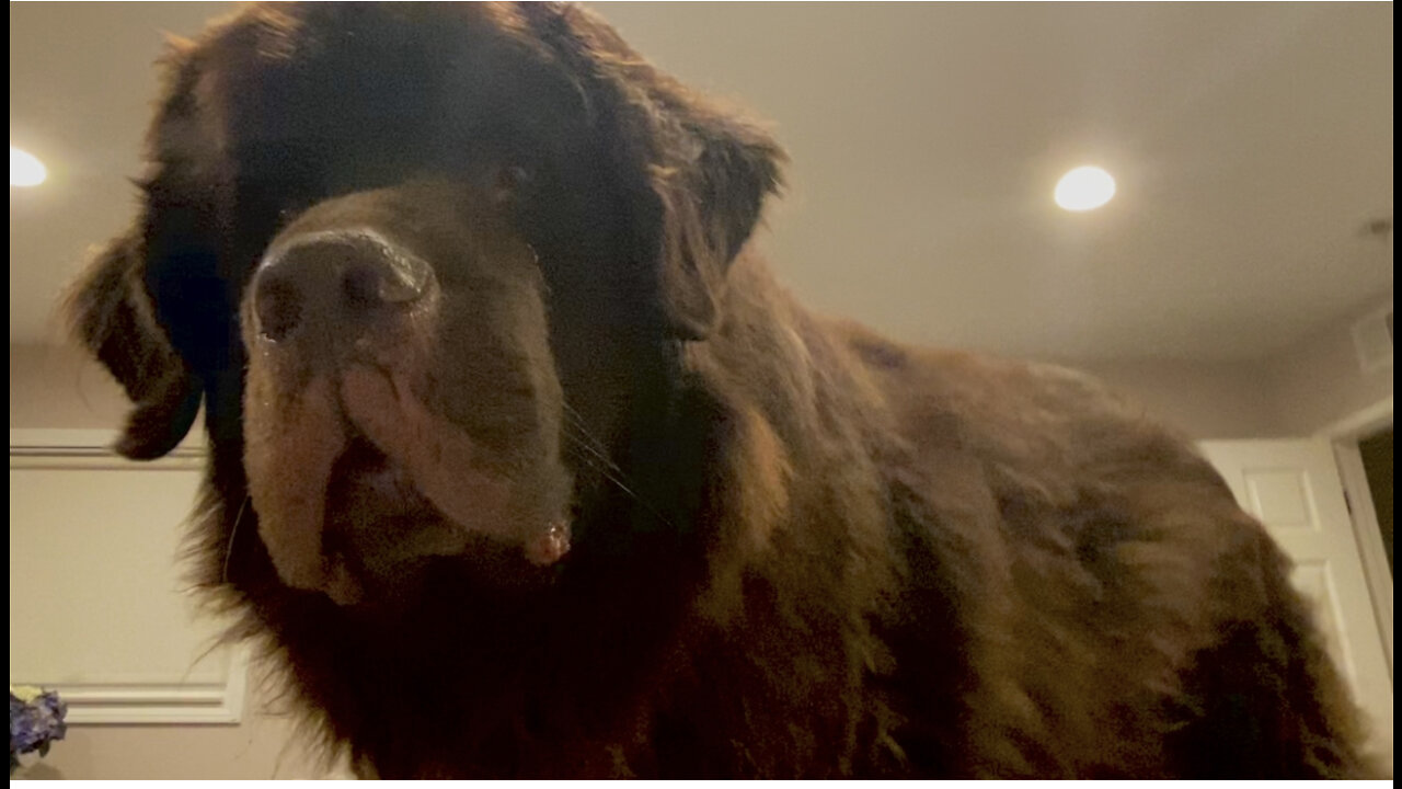 Boisterous Newfoundland Wakes Up Mom For Breakfast