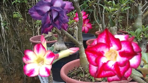 é possível ter flores de rosa do deserto com adubação orgânica e simples cuidados