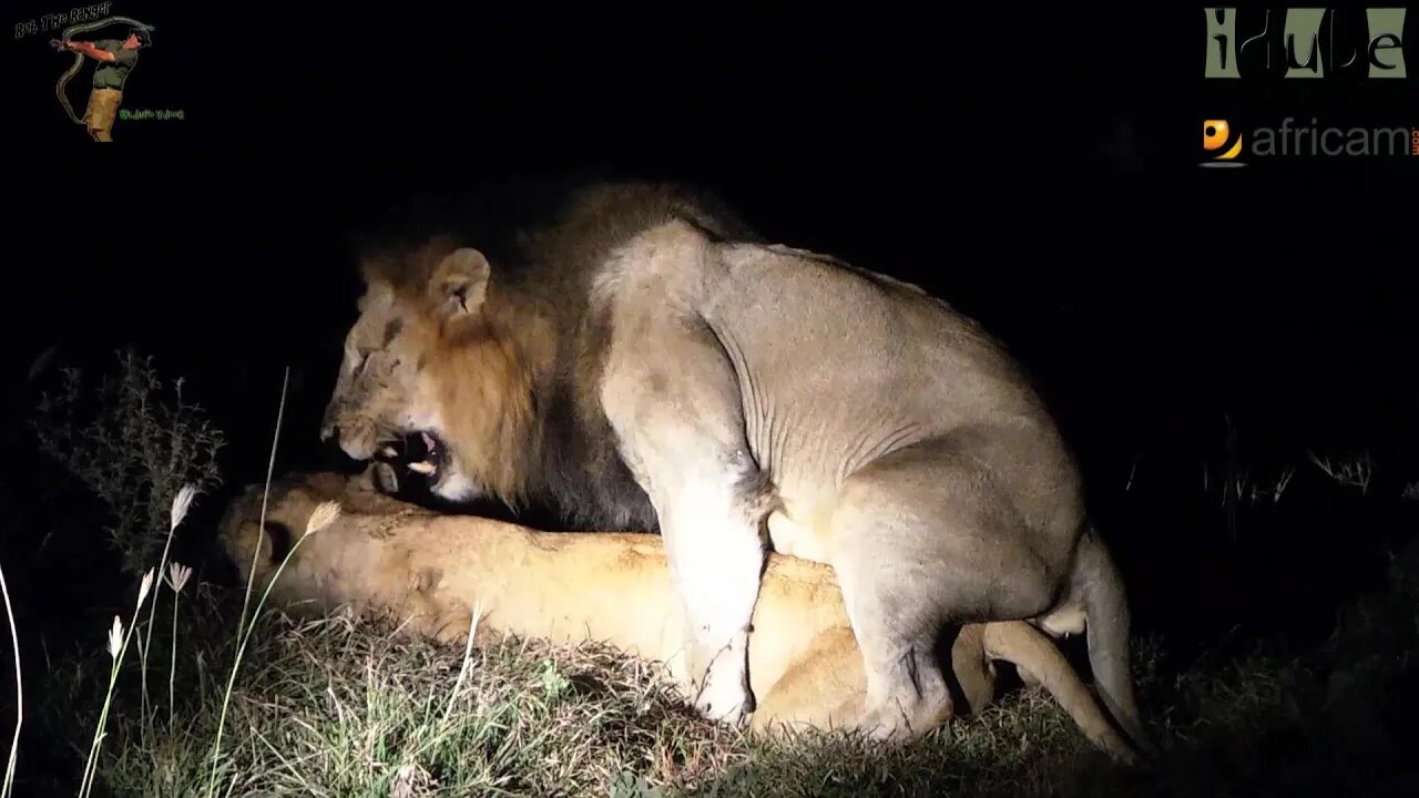 WILDlife: Lions Courtship Rituals In The Dark