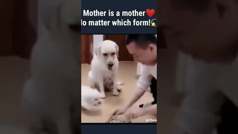 dog memes