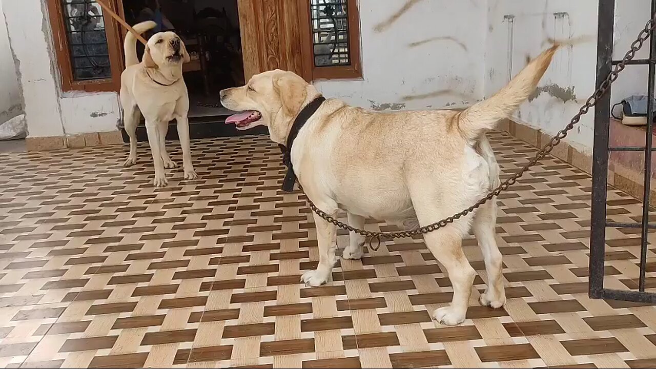 My Buddy