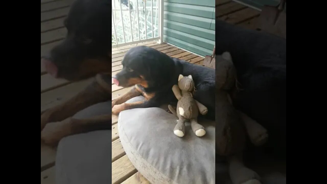 Rottweiler Yawn ASMR #Shorts #rottweiler๐๐๐๐