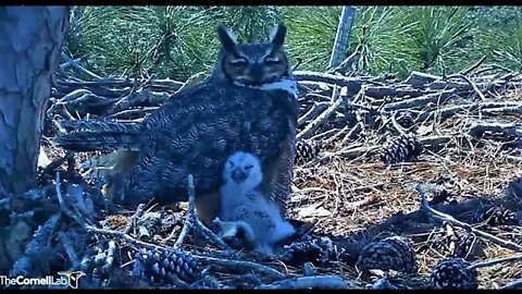 An Owlet Sneak Peek 🦉 3/3/22 11:04