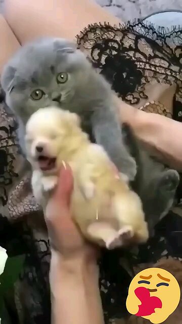 Cute kitten hugs puppy