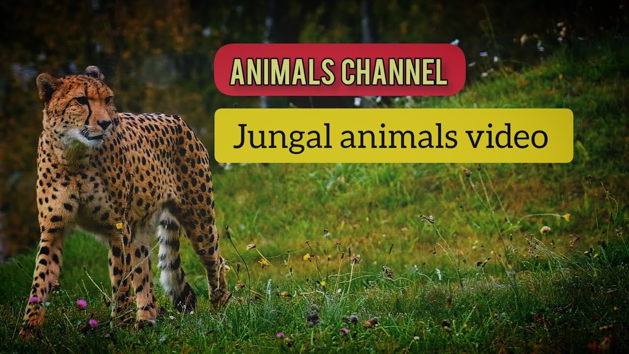 jungle animals video l #animalschannel #animalslover