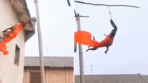 German Shepherd jumped 21 feet just like spider man