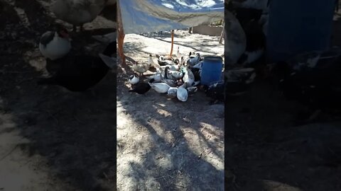 Some Muscovy Ducks eating their dinner