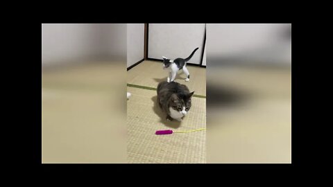 Смешные коты 14 Funny Cats