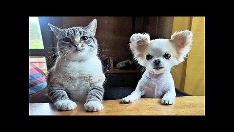 Funny animals - Funny cats dogs - Funny animal videos