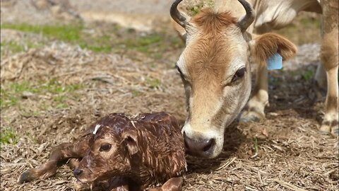 RAW DAIRY MILK!!! Family Milk Cow Delivers Calf on Camera