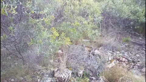 Early morning on our property ( A New Beginning )