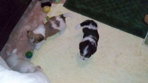 I Litter - 4.75 weeks old(2)