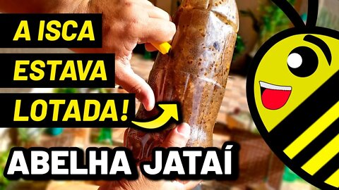 Fui fazer uma transferência de abelha Jataí não acreditei no que encontrei (enxame Espetacular)