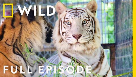 In the Operating Room: A While Bengal Tiger Emergency (Full Episode) | Animal ER