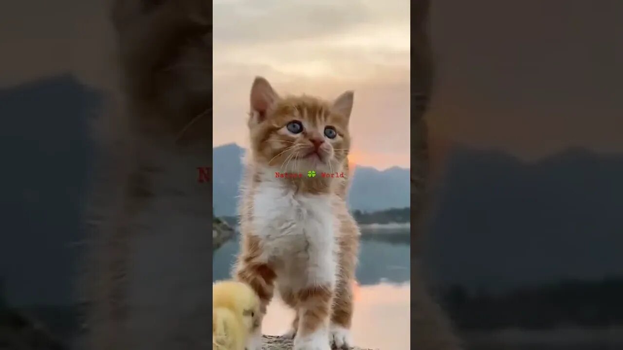 छोटी छोटी प्यारी बिल्लिया😘Little Cute Cat👈