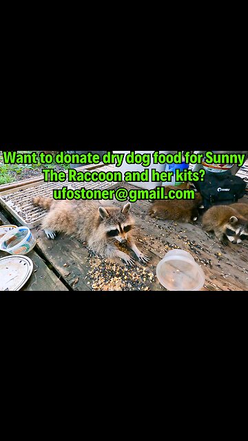 Want to donate dry dog food for Sunny The Raccoon and her kits? ufostoner@gmail.com #shorts Pt.2
