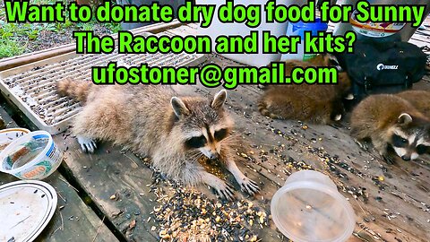 Want to donate dry dog food for Sunny The Raccoon and her kits? ufostoner@gmail.com #shorts Pt.2