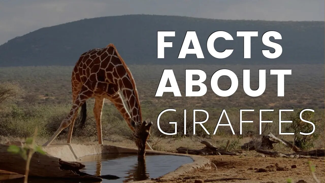 Giraffes: Facts About Africa's Tallest Animal