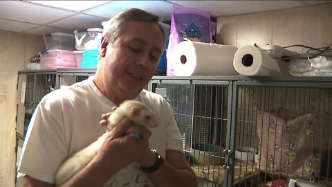 Ferret rescue group helping animals for 17 years