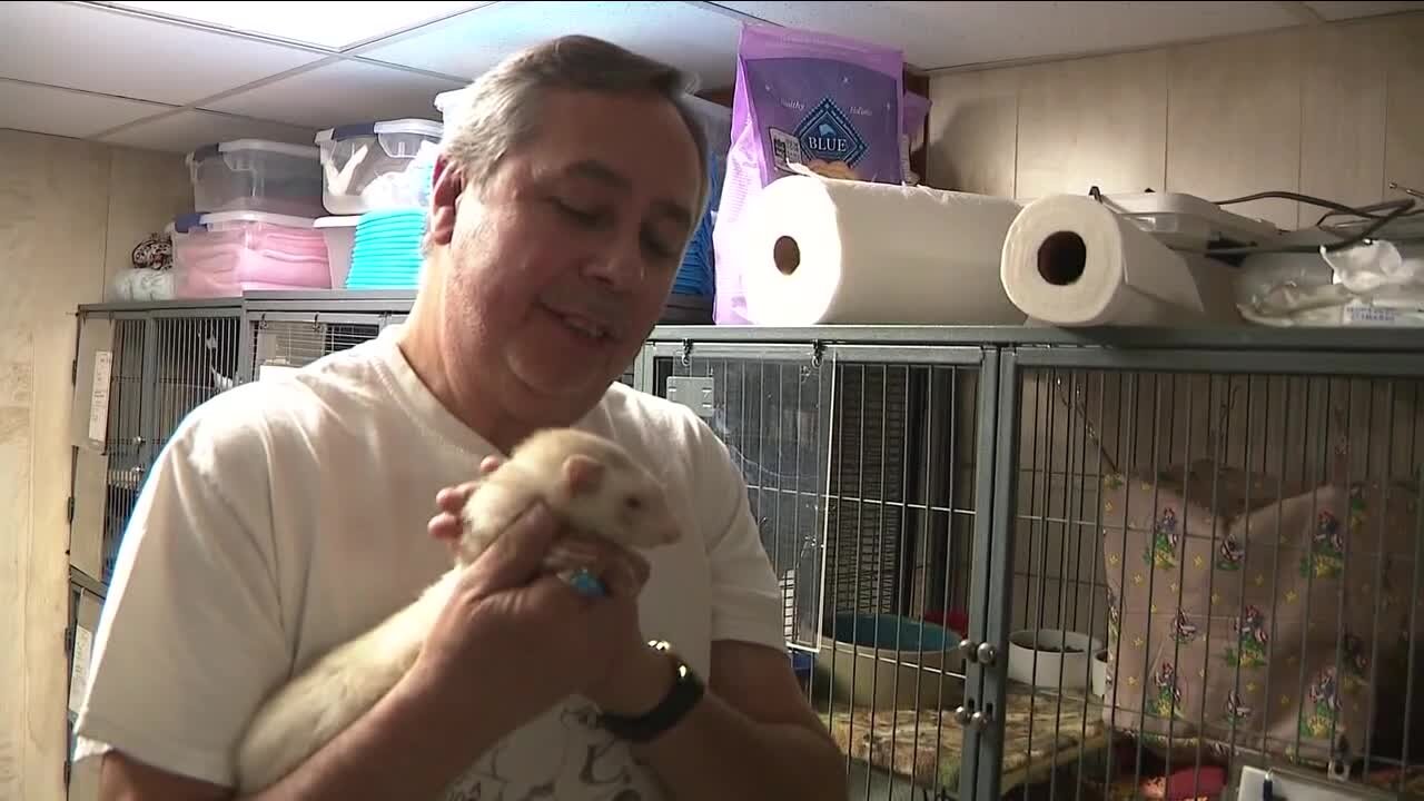 Ferret rescue group helping animals for 17 years