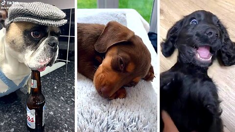Ultimate Funny DOGS Compilation! 🤣 (Cutest PUPPIES on the internet) 🐕