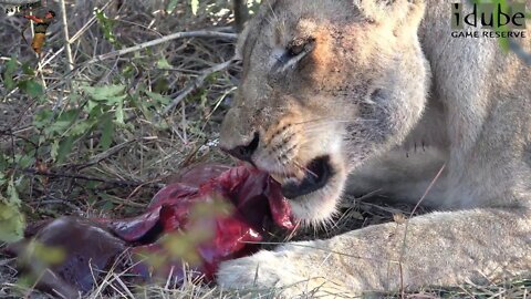 Daughters Of The Mapogo Lions - Rebuilding The Othawa Pride - 124: Eating A Wildebeest