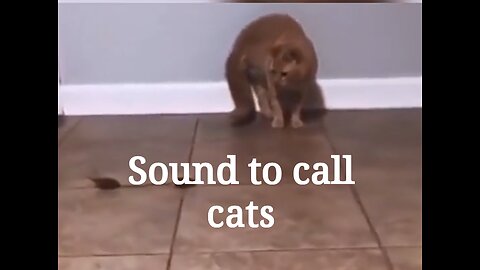 Sound to call cats