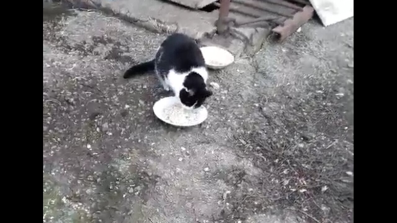 The cat whose name is Zhdun eats homemade food