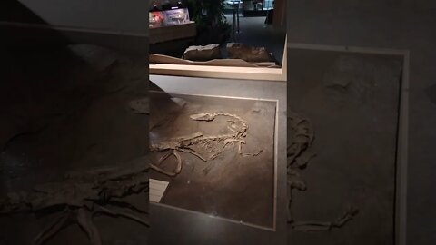 dinosaur State Park