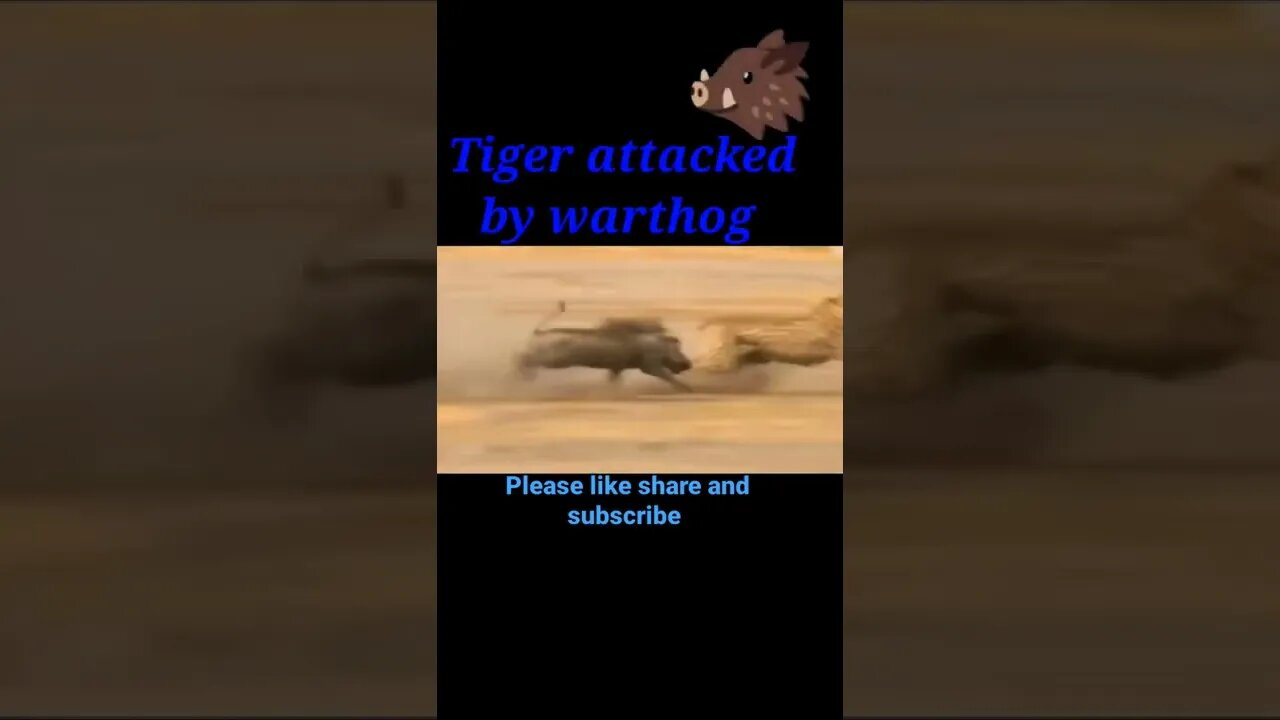 Tiger attacked by warthog #shorts #youtubeshorts #shortvideo