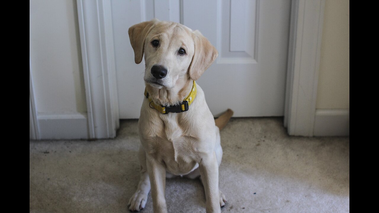 Labrador puppy training for dogs