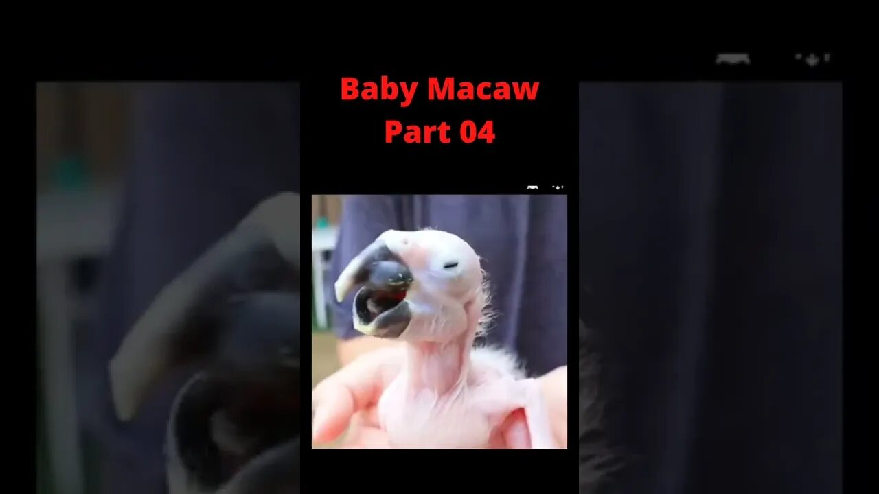 Baby Macaw growing Part 04