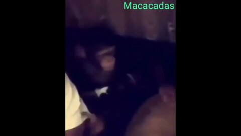 SHORT: O TAPA RO MACACO