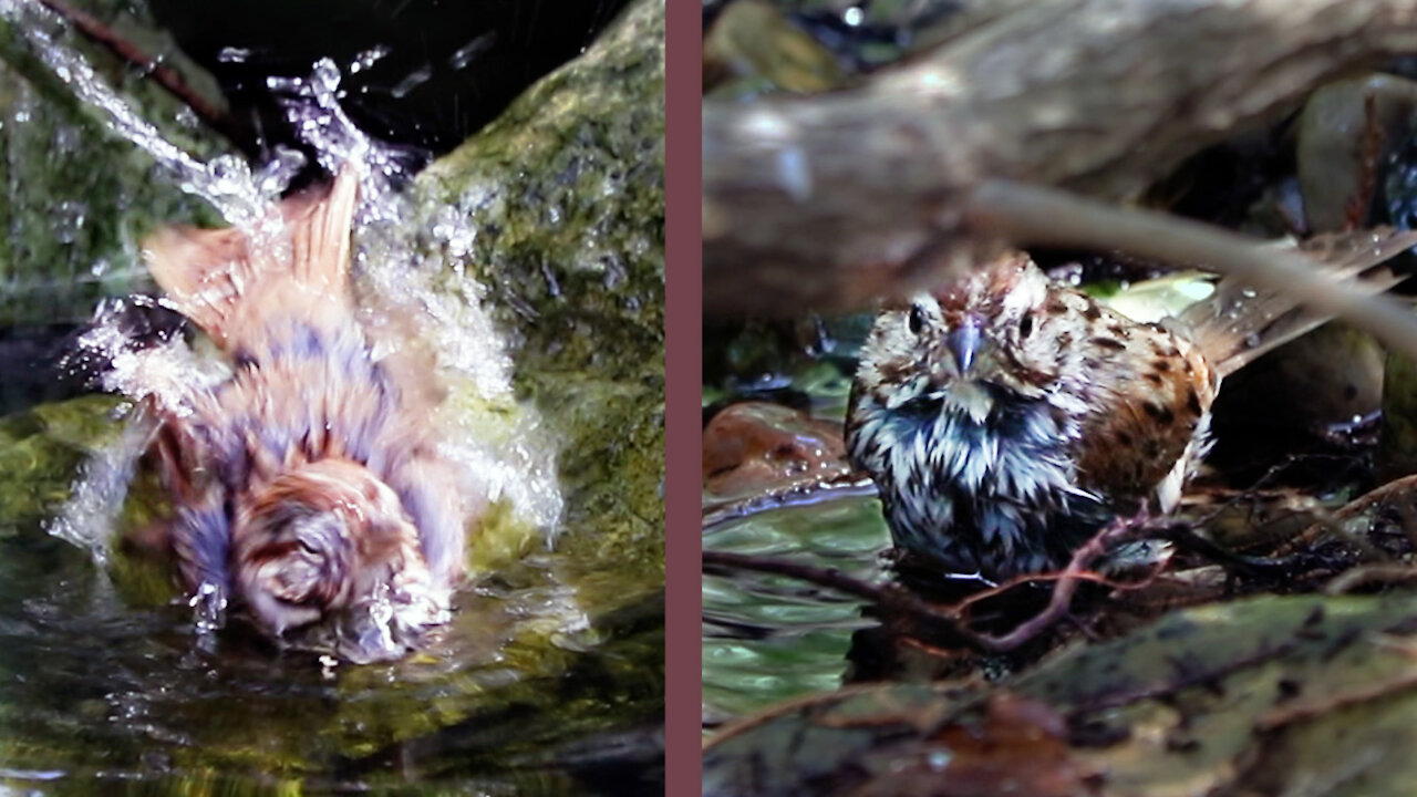 Bathing bird slow motion closeup