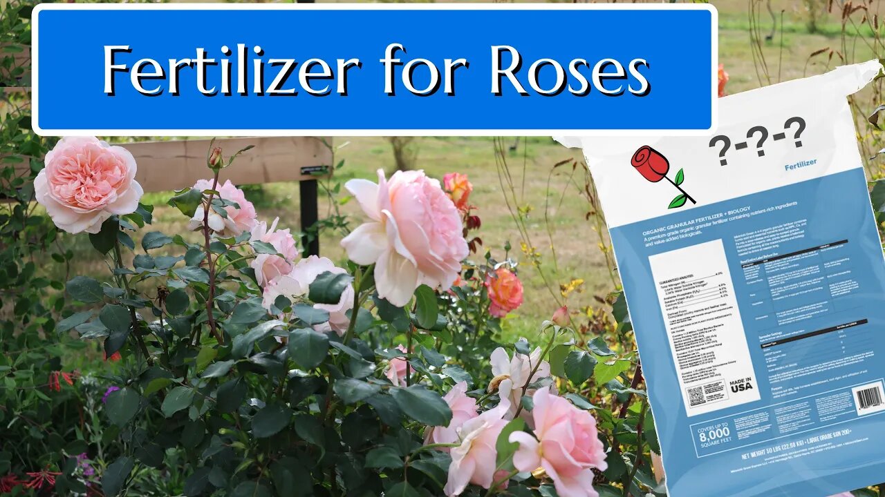 How to Fertilize Roses