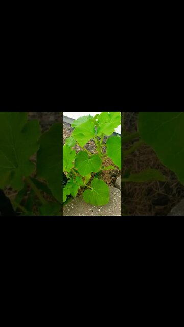 Planted Some Pumpkins In My Front Yard And They Are Growing Decent #shorts #gardening #pumpkins