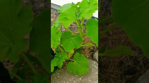 Planted Some Pumpkins In My Front Yard And They Are Growing Decent #shorts #gardening #pumpkins