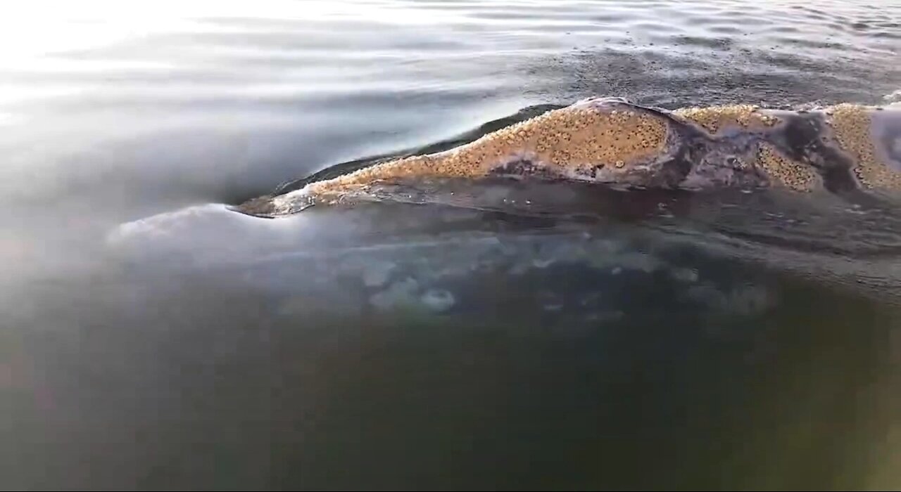 a beautiful meeting 🤩🐋😍