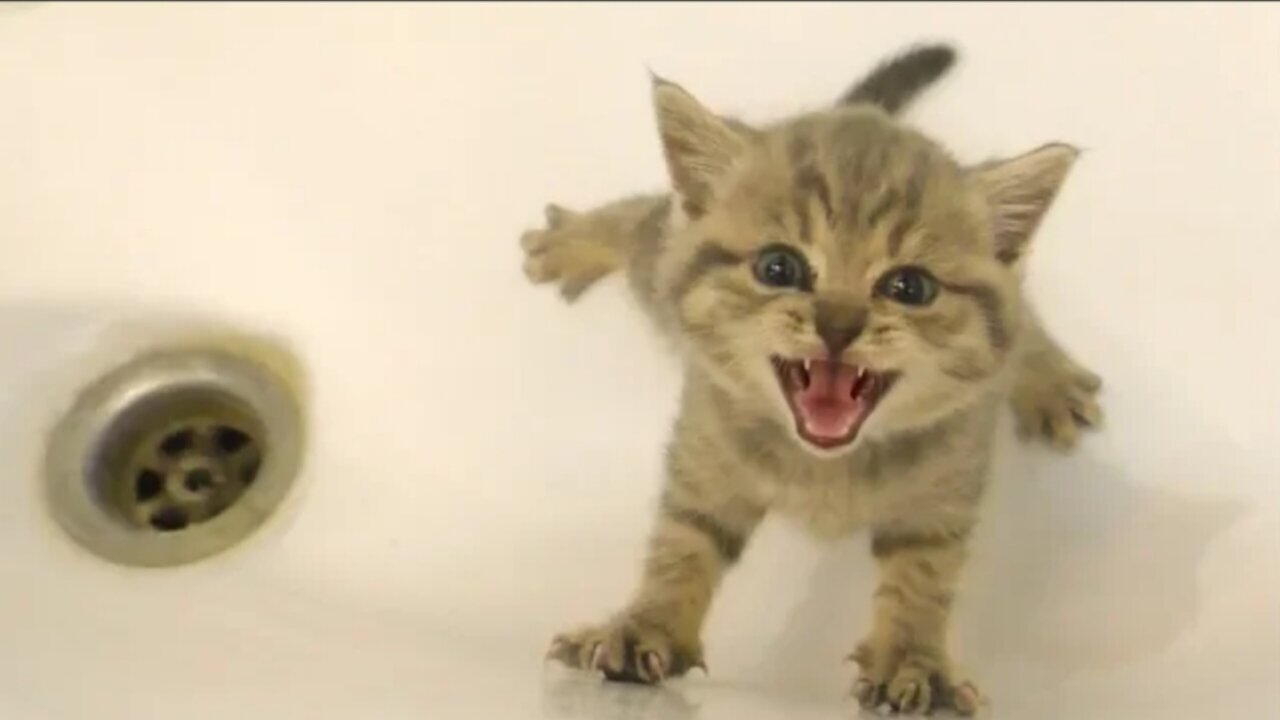 Kitten does not want bath and meows loudly