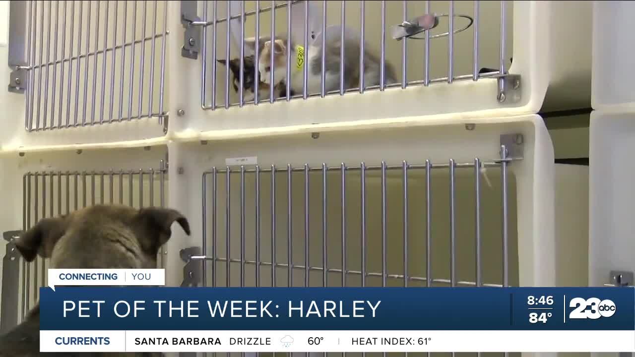 Pet of the Week: Harley